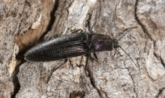 Crepidomenus fulgidus