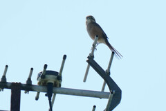 Lanius bucephalus