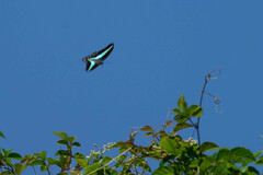 Graphium sarpedon nipponum