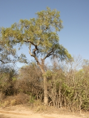 Aspidosperma quebracho-blanco