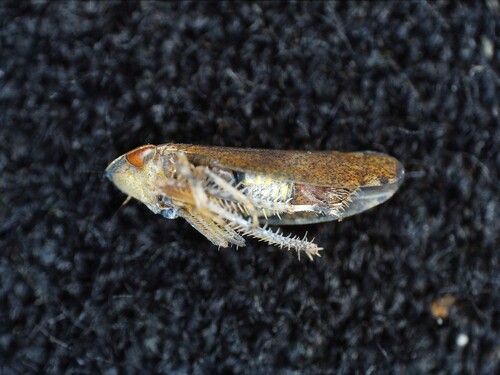 Fieberiella septentrionalis