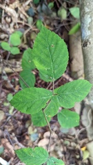 Rubus caesius