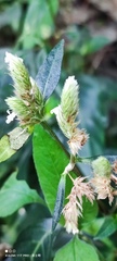 Lepidagathis formosensis