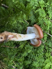 Rhodocollybia