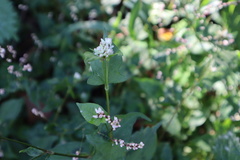 Persicaria thunbergii