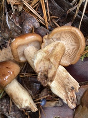 Tricholoma fulvum