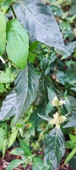 Lepidagathis formosensis
