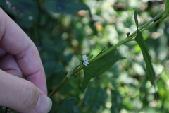 Persicaria thunbergii