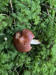 Rhodocollybia