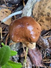 Tricholoma fulvum
