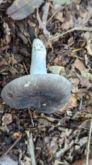 Russula parazurea