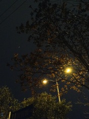 Ailanthus altissima