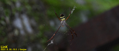 Argiope minuta