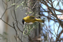 Melithreptus lunatus