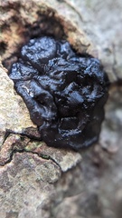 Exidia nigricans