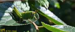 Patanga japonica
