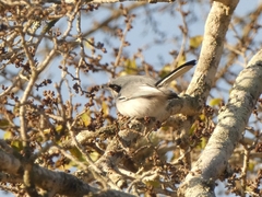 Polioptila dumicola