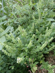 Mosla dianthera