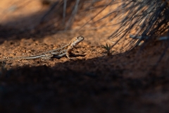 Ctenophorus spinodomus