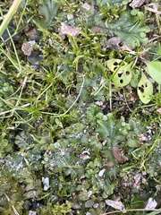 Marchantia polymorpha