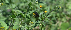 Crepidiastrum denticulatum