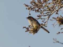 Polioptila dumicola
