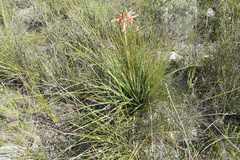 Aloe micracantha