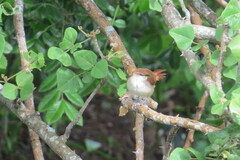 Certhiaxis cinnamomeus