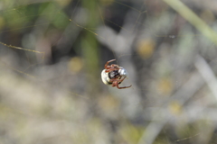 Araneus apricus