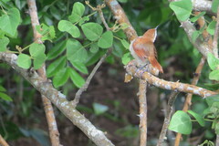 Certhiaxis cinnamomeus