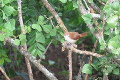 Certhiaxis cinnamomeus