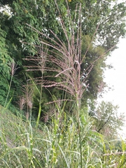Miscanthus sinensis