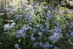 Aster microcephalus