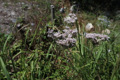 Aster microcephalus