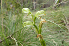 Pterostylis