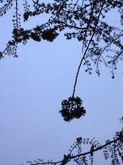 Pseudolarix amabilis