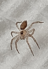 Oecobius navus