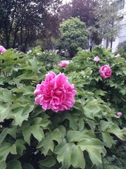 Paeonia × suffruticosa