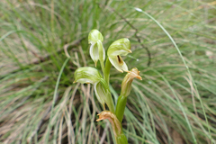 Pterostylis