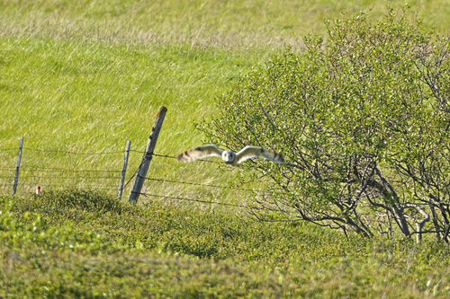 Myšiarka močiarna (Asio flammeus)