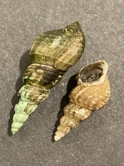 Plotiopsis balonnensis