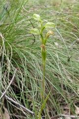 Pterostylis