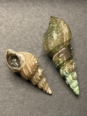 Plotiopsis balonnensis