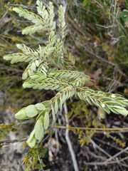 Olax phyllanthi