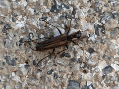 Vesperus fuentei