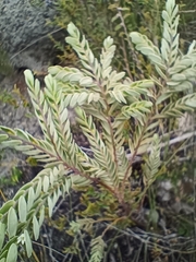 Olax phyllanthi