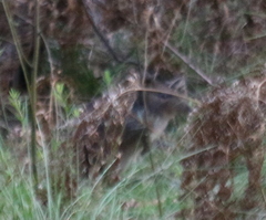 Potorous tridactylus