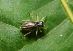 Phintella debilis