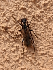 Vesperus fuentei