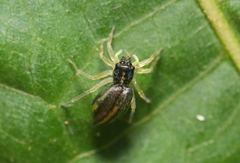 Phintella debilis